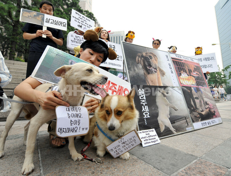 韓国、イヌの着ぐるみで狗肉料理に抗議