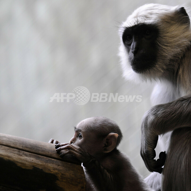 オナガザルの一種ハヌマンラングールの赤ちゃん、すくすく