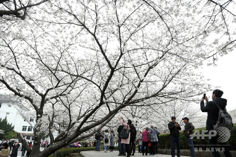 名物の桜、今年は見られず…「花見」サイトでどうぞ 中国・武漢大学