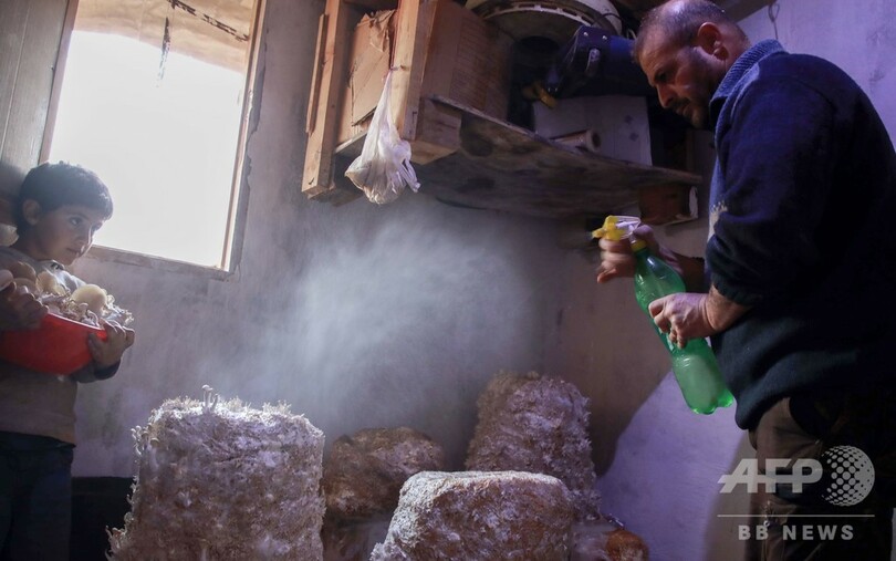 食料難のシリア、キノコが肉の代用品に…避難民キャンプで栽培