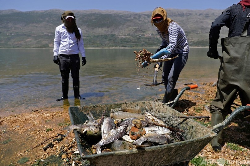 汚染貯水湖で魚大量死 数十トン分打ち上げられる レバノン