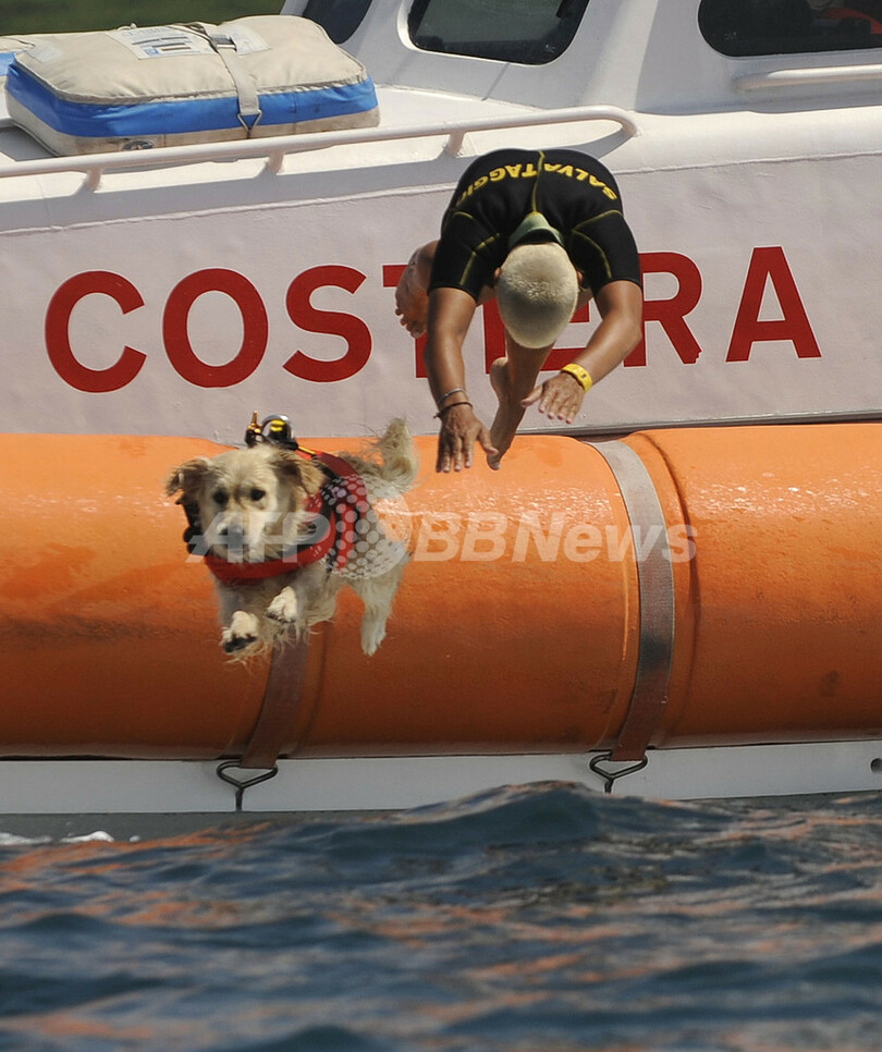 今年も人命救助に大活躍、イタリアのライフセーバー犬