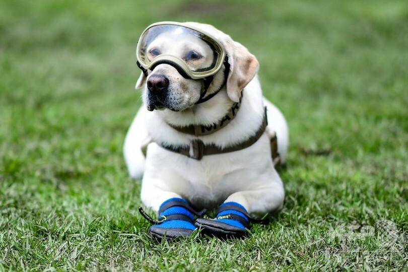 救助犬フリーダが引退 メキシコ大地震などで活躍