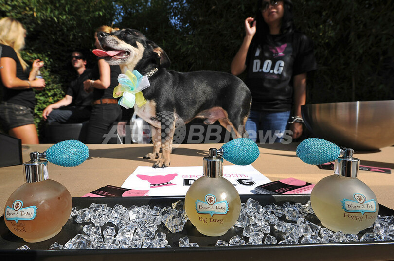 生活レベルはセレブ並！イヌのライフスタイル向上イベント