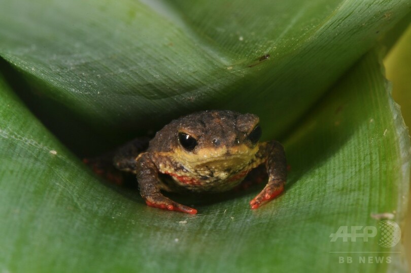 新種の有毒ヒキガエル3種、ブラジルで発見