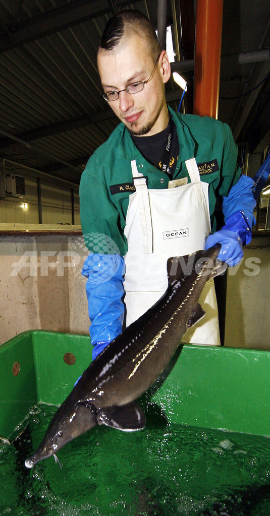 ドイツ東部でキャビア作り