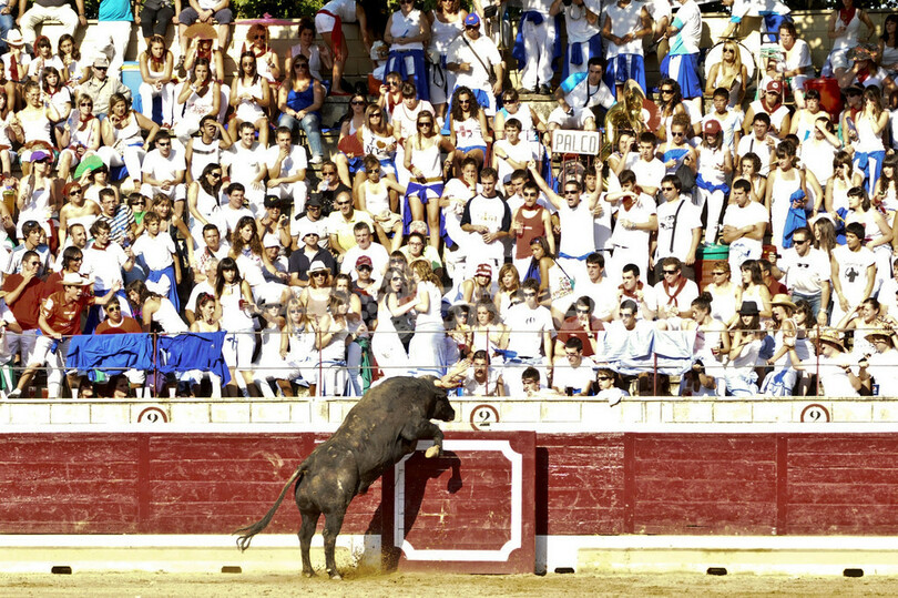 スペイン闘牛場、客席に牛が飛び込む 32人負傷