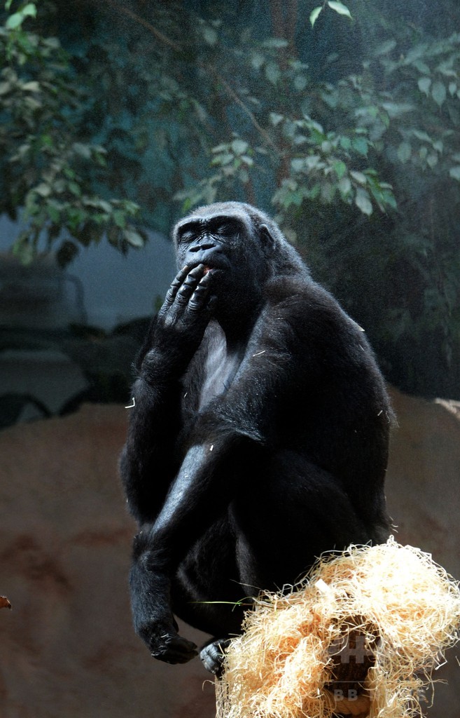 赤ちゃんザルに水浴びゴリラ、暑くても楽しいプラハの動物園