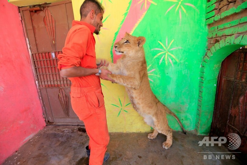 内戦下のイエメン、動物園の生き物たちも苦闘 餓死したライオンも