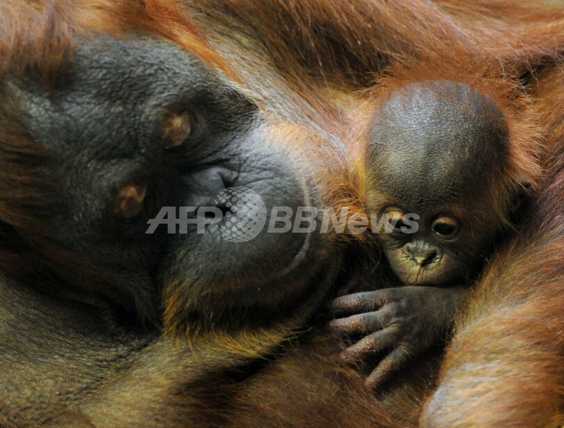 オランウータンの赤ちゃん、ママの胸ですくすく ベルリン