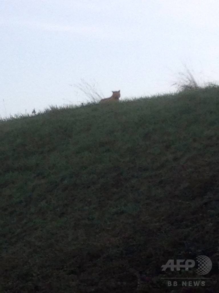 パリ近郊にトラ出没、警察・消防が大捜索