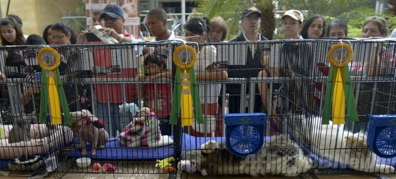 世界的なキャットショー、コロンビアで開催