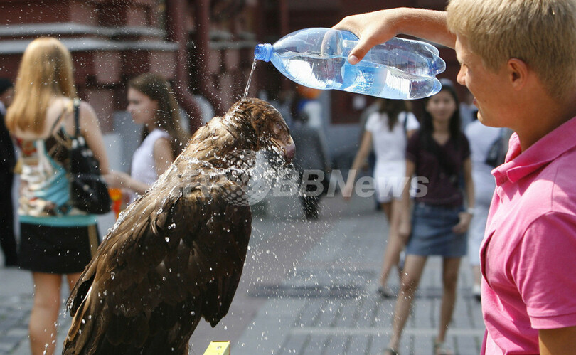 モスクワ猛暑、気温32度でタカも水浴び