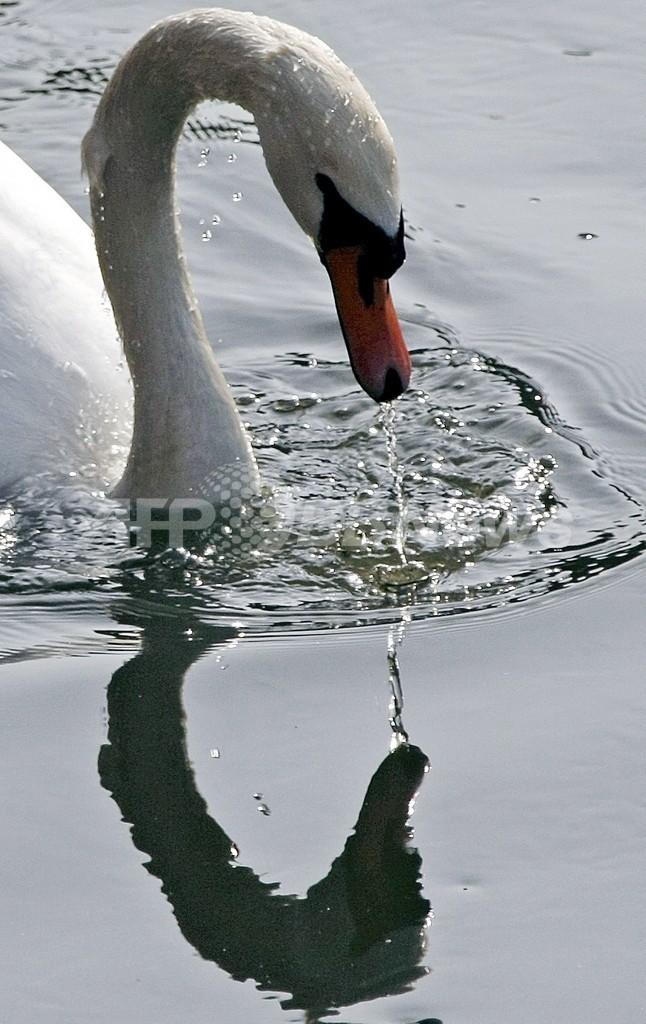 サロマ湖のハクチョウからも高病原性鳥インフルエンザ