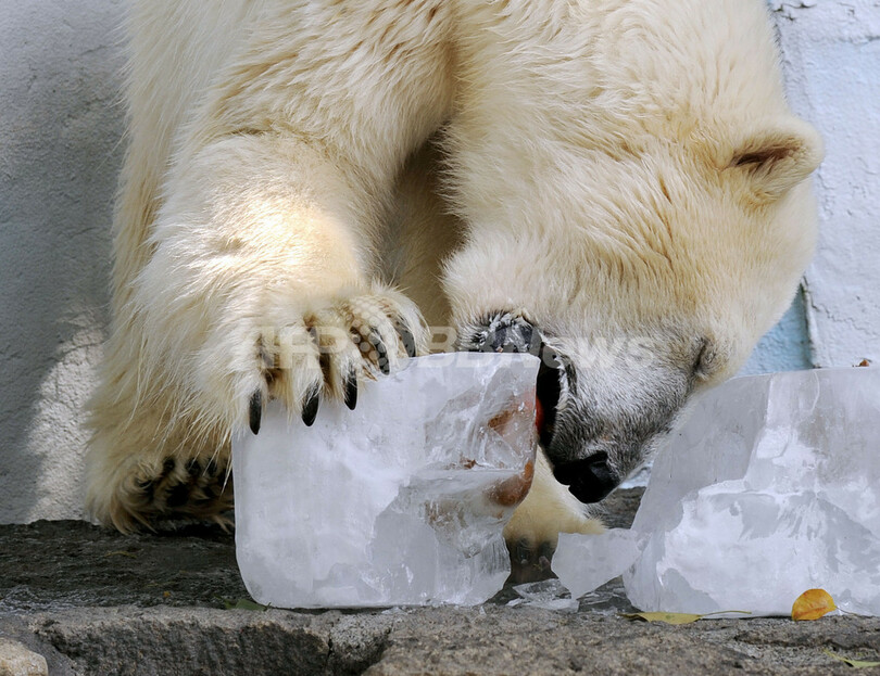 真夏の上野動物園で氷のプレゼント、ホッキョクグマも大喜び
