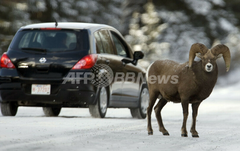 バンフで出会った動物たち