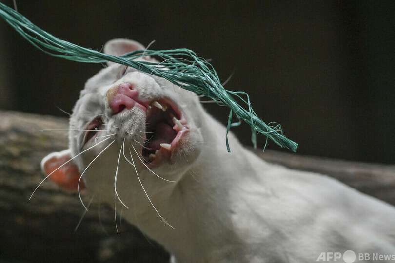 アルビノのネコ科動物、種はまだ分からニャい 南米コロンビア