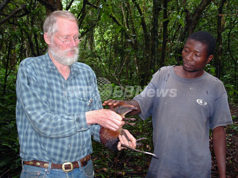 タンザニアの奥地で新種の小型哺乳類を発見