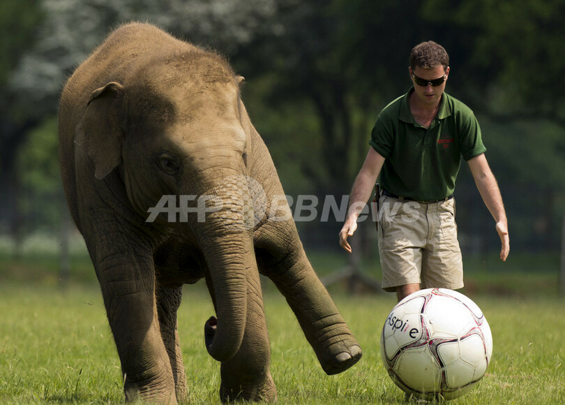 「特大」サッカーボールで遊ぶ子ゾウのドナ、英動物園