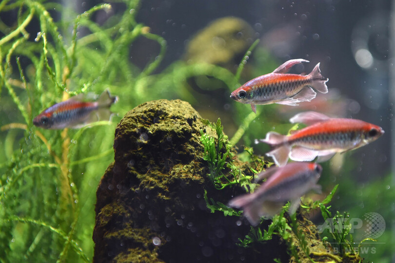 自然生態の縮図が水槽に、ネイチャーアクアリウム展　東京