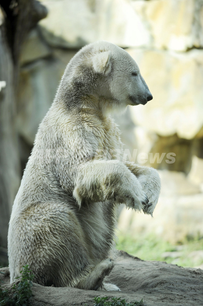 クヌート、ガールフレンド候補との相性は？