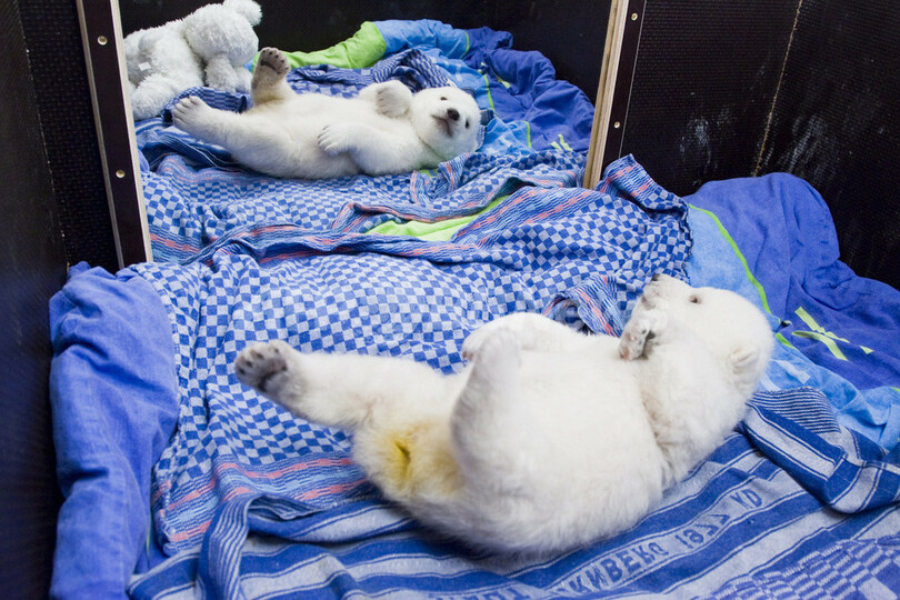 ホッキョクグマのフロッケ、鏡に映った自分にうっとり