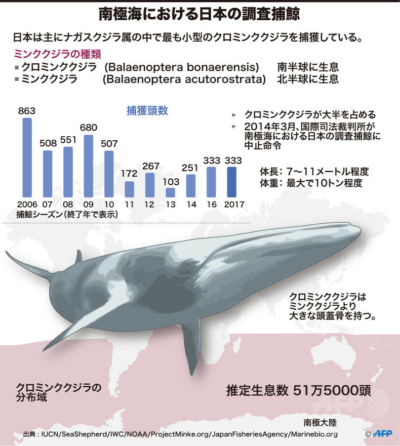 調査捕鯨船 南極海から下関に帰港 ミンククジラ333頭捕獲 写真2枚 国際ニュース Afpbb News