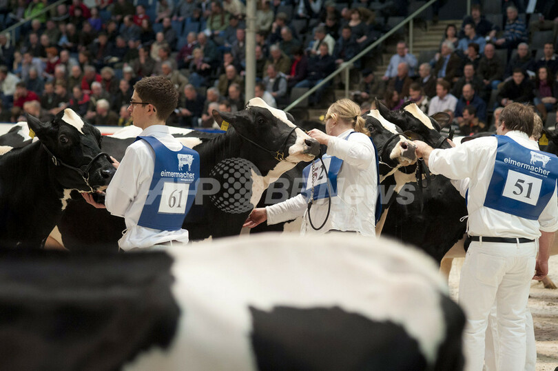 乳牛ベスト200が勢揃い、ドイツ2州で最も美しいウシたち