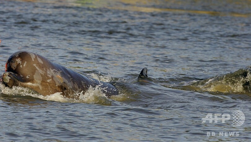 英国の湖のクジラに危機、大規模軍事演習前に救出できず