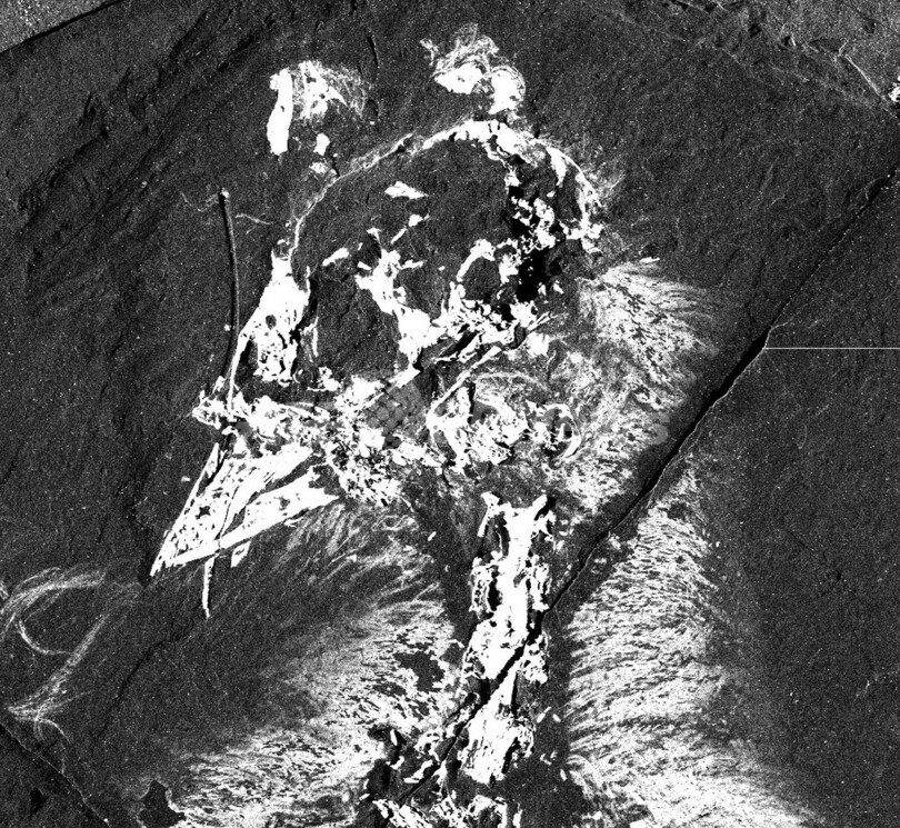 古代鳥類の化石からヒトも持つ色素の痕跡、国際研究