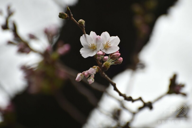 東京で桜開花、昨年より2日早く