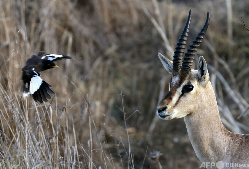 絶滅の危機にあるガゼル、エルサレムの公園で個体数回復