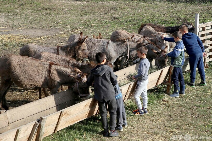 コロナ禍で「ロバのミルク」に人気殺到、免疫力アップを期待 アルバニア