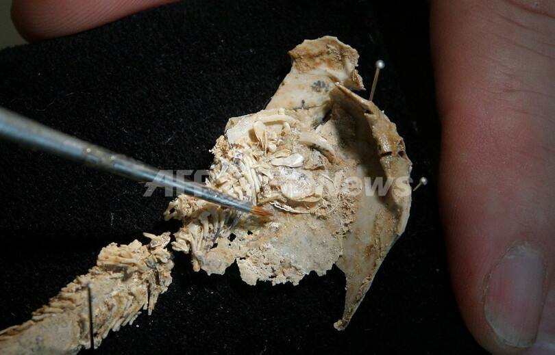 「胎児とへその緒」をもつ最古の魚の化石、オーストラリアで発見