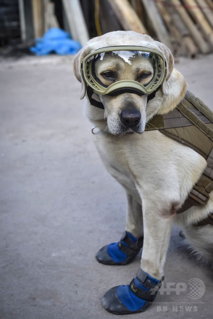救助犬フリーダ、メキシコ地震で団結のシンボルに 一方で「尋ね犬」も