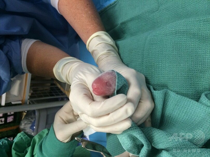 予想外の双子パンダ、米首都で誕生 「とても元気」