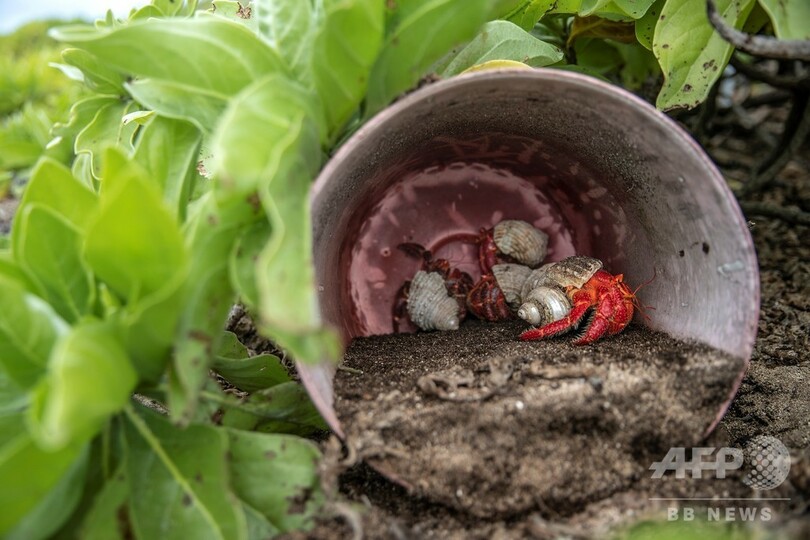 南太平洋の絶海の孤島がごみため化、科学者がプラごみ問題に警鐘