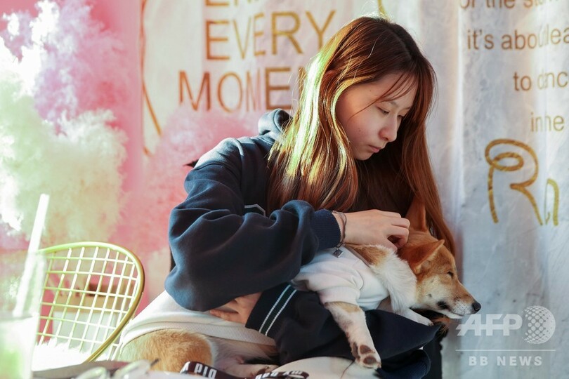 コーギーがウエートレスに 上海のドッグカフェ