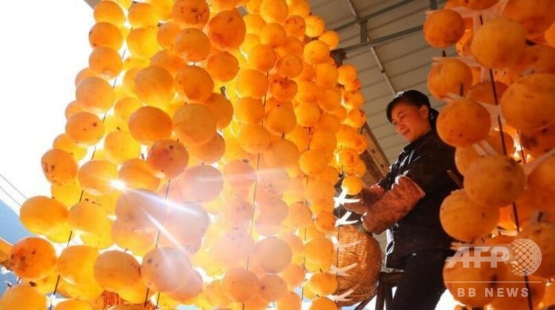 甘粛隴南で柿を干す農民たち 村は黄金一色