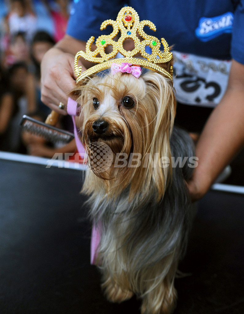 目指せ美犬ナンバーワン! イヌ版ミス・コスタリカ大会