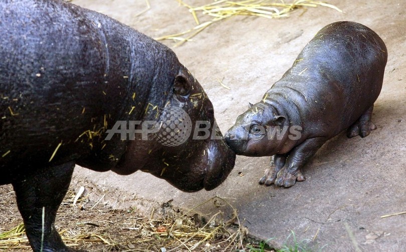 リベリアの国立公園で希少種コビトカバを確認 リベリアの国立公園で希少種コビトカバを確認