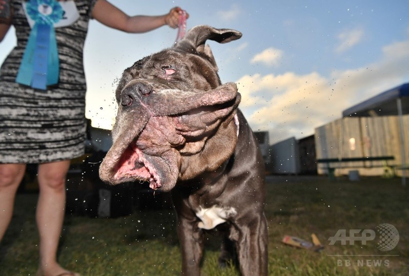 世界一醜い犬コンテスト 今年もぶさかわワンコが大集合 米 写真13枚 国際ニュース Afpbb News