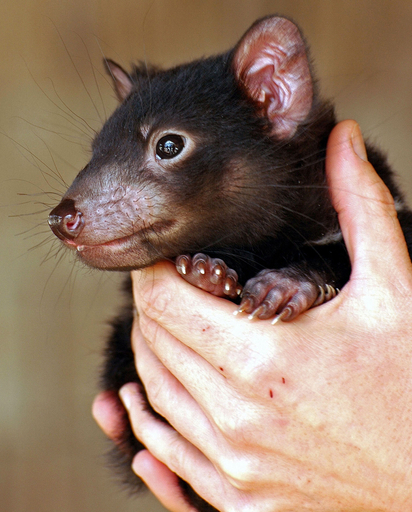 タスマニアデビル 伝染病で絶滅の危機 オーストラリア 写真4枚 国際ニュース Afpbb News