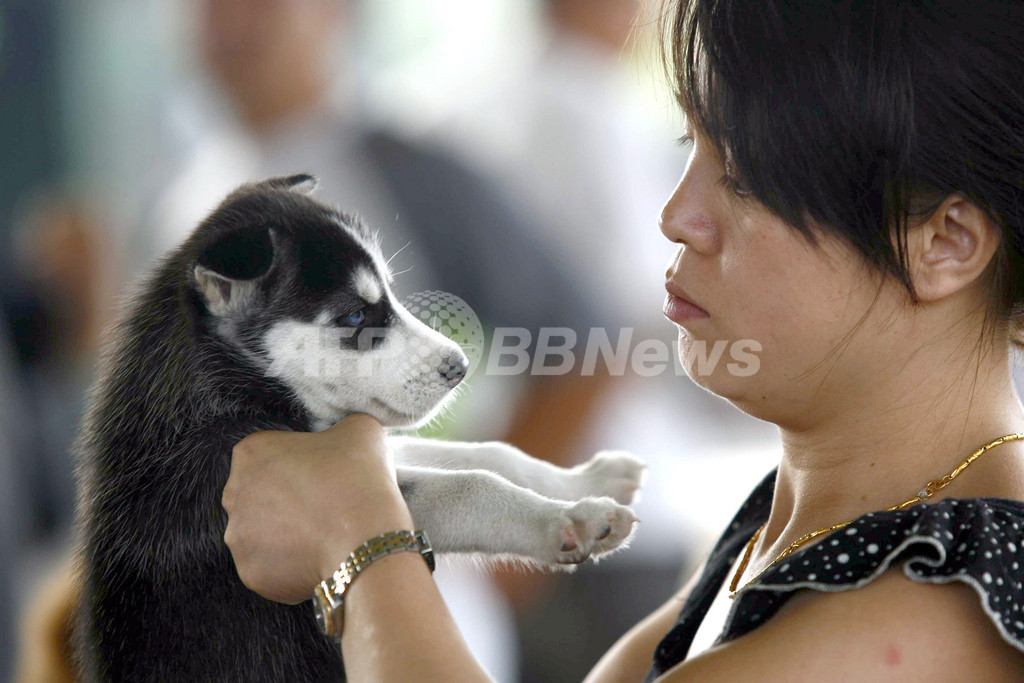 中国、初の動物愛護法案を起草 中国、初の動物愛護法案を起草