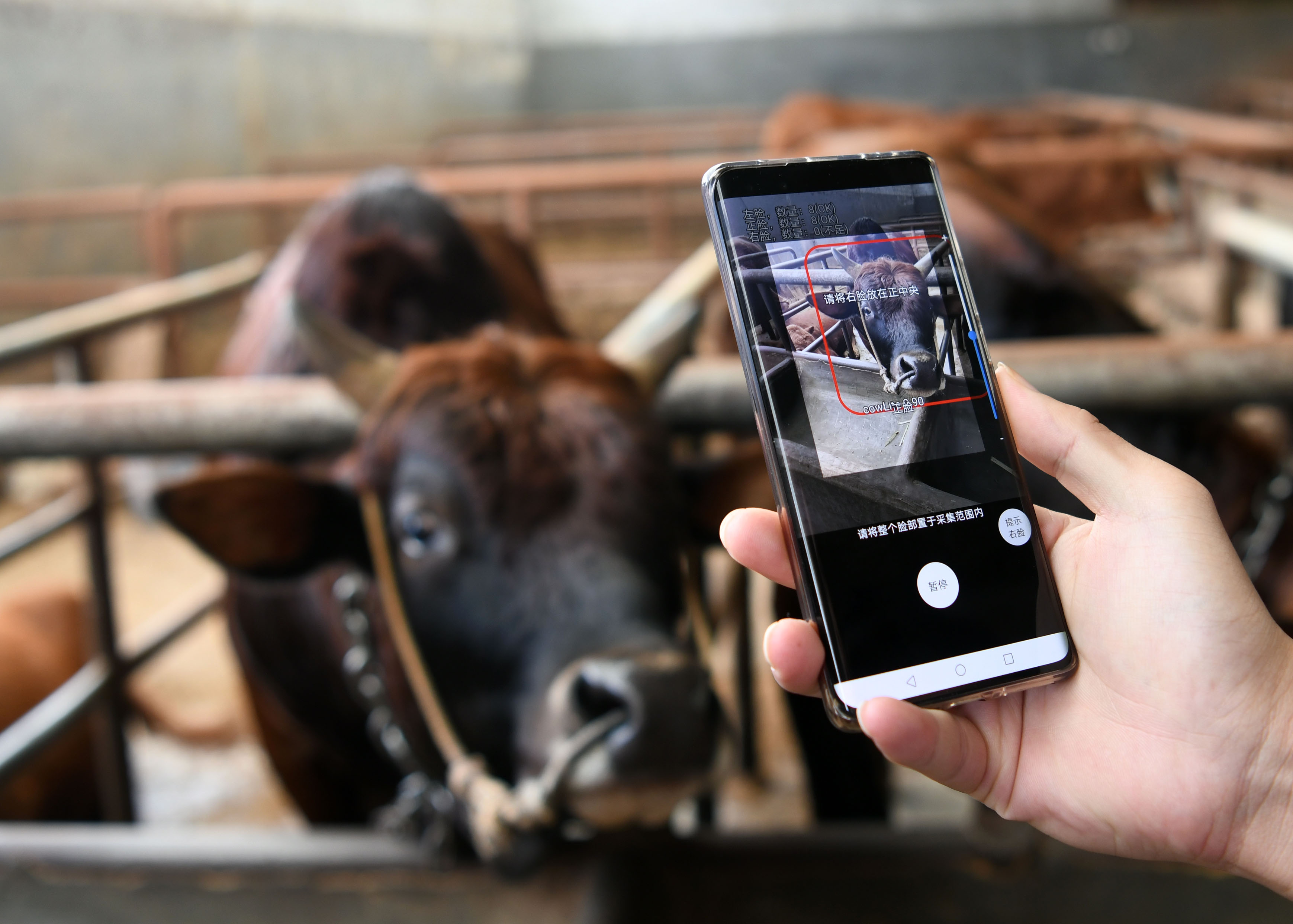 牛の顔認証 で保険手続きがより確実に 広西チワン族自治区 写真5枚 国際ニュース Afpbb News