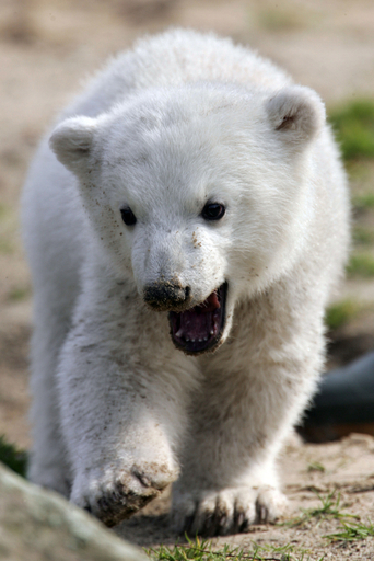 母親に捨てられたシロクマくん、世界中で大人気 - ドイツ 写真18枚