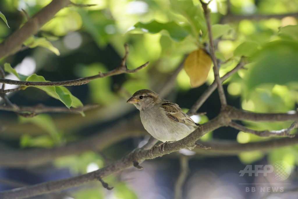 仏農業地域で野鳥の個体数激減、7割減の種も 仏農業地域で野鳥の個体数激減、7割減の種も