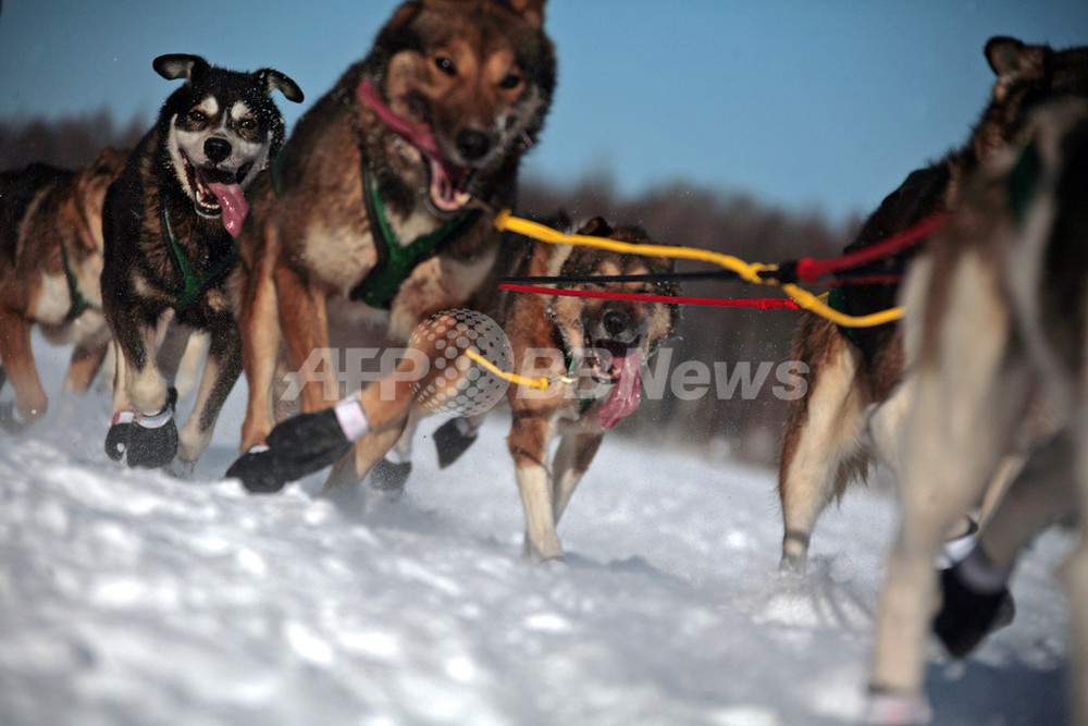 北朝鮮初の国際犬ぞりレース開催へ 3年かけ実現 写真2枚 国際ニュース Afpbb News