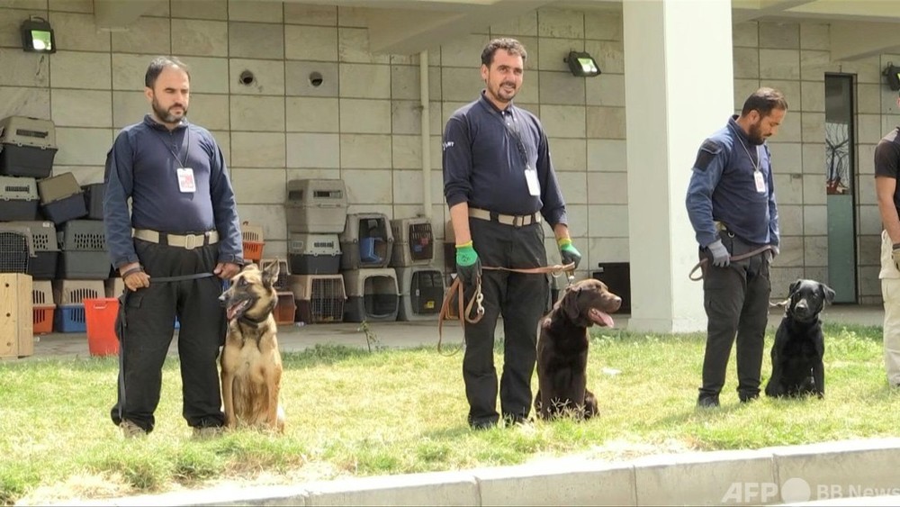 動画：アフガン空港に取り残された犬たち 新たな任務へ