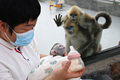 河南省商丘市の動物園で四川キンシコウの赤ちゃんにミルクを飲ませるスタッフ（2025年4月8日撮影）。(c)Xinhua News